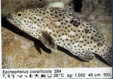 Epinephelus corallicola